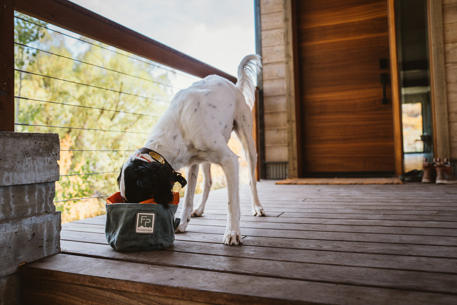 dog eating from bowl